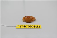 藏品(絨毛近方蟹)的圖片